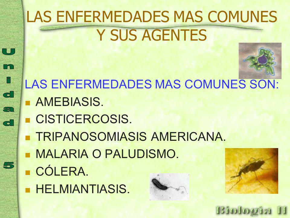 enfermedades parasitarias mas comunes en humanos enfermedades parasitarias mas comunes en humanos